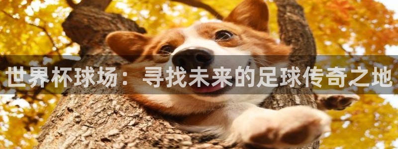 168全国开奖网：世界杯球场：寻找未来的足球传奇之地