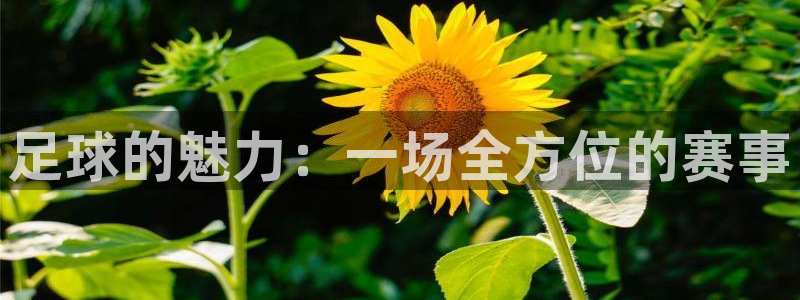 168全国统一开奖网下载：足球的魅力：一场全方位的赛事